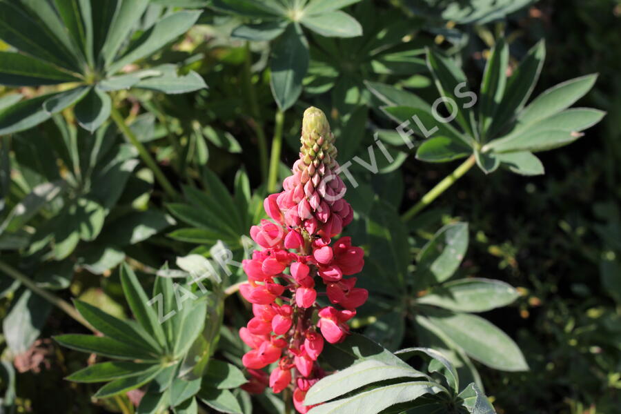 Lupina mnoholistá 'Lupini Red' - Lupinus polyphyllus 'Lupini Red'