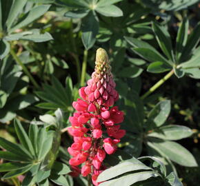 Lupina mnoholistá 'Lupini Red' - Lupinus polyphyllus 'Lupini Red'