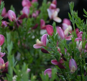 Čilimník 'Hollandia' - Cytisus 'Hollandia'