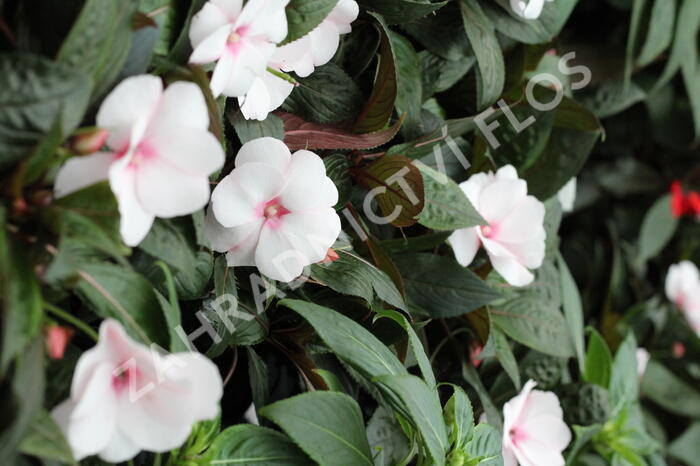 Netýkavka 'Magnum White Blush' - Impatiens Neu Guinea 'Magnum White Blush'