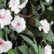 Netýkavka 'Magnum White Blush' - Impatiens Neu Guinea 'Magnum White Blush'