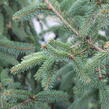 Smrk ztepilý 'Magnifica Aurea' - Picea abies 'Magnifica Aurea'