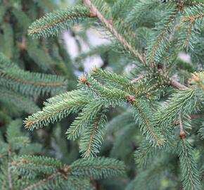 Smrk ztepilý 'Magnifica Aurea' - Picea abies 'Magnifica Aurea'