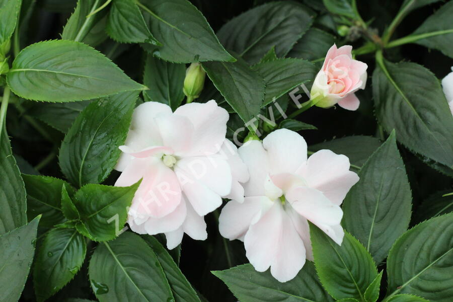 Netýkavka 'Wild Romance Blush Pink' - Impatiens Neu Guinea 'Wild Romance Blush Pink'