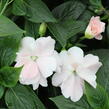 Netýkavka 'Wild Romance Blush Pink' - Impatiens Neu Guinea 'Wild Romance Blush Pink'