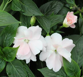 Netýkavka 'Wild Romance Blush Pink' - Impatiens Neu Guinea 'Wild Romance Blush Pink'