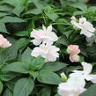 Netýkavka 'Wild Romance Blush Pink' - Impatiens Neu Guinea 'Wild Romance Blush Pink'