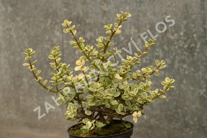 Portulakárie 'Variegata' - Portulacaria afra 'Variegata'