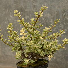 Portulakárie 'Variegata' - Portulacaria afra 'Variegata'