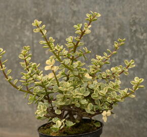 Portulakárie 'Variegata' - Portulacaria afra 'Variegata'