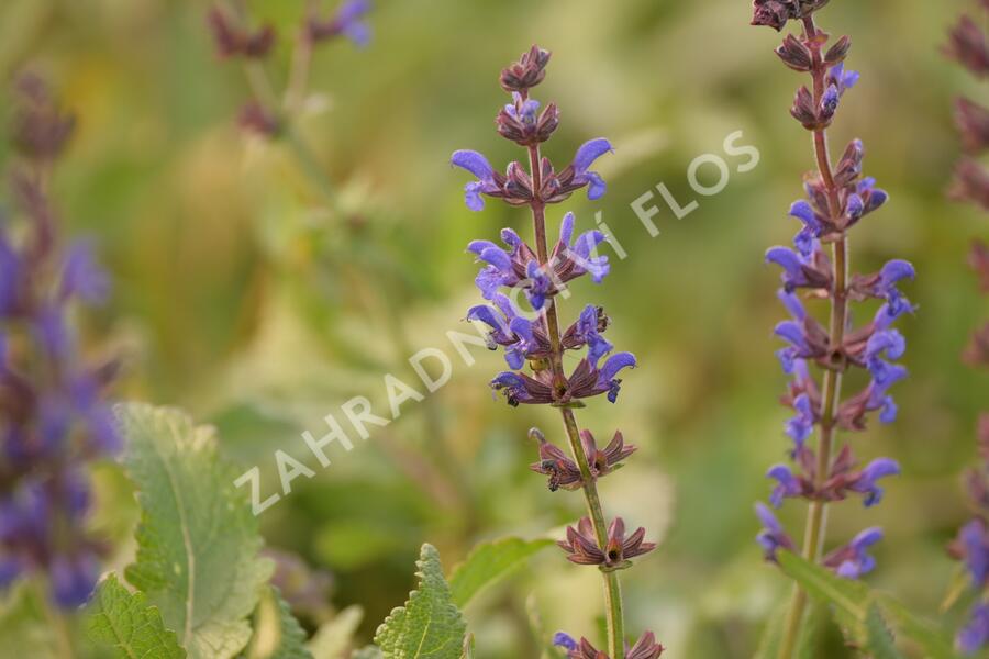 Šalvěj hajní 'Spring King' - Salvia nemorosa 'Spring King'