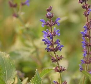 Šalvěj hajní 'Spring King' - Salvia nemorosa 'Spring King'