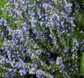 Rozmarýn lékařský - Rosmarinus officinalis