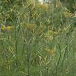 Fenykl obecný 'Purpureum' - Foeniculum vulgare 'Purpureum'