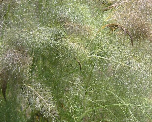 Fenykl obecný 'Purpureum' - Foeniculum vulgare 'Purpureum'