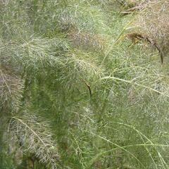 Fenykl obecný 'Purpureum' - Foeniculum vulgare 'Purpureum'