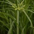 Šáchor střídavolistý 'Zumula' - Cyperus alternifolius 'Zumula'