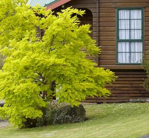 Dřezovec trojtrnný 'Sunburst' - Gleditsia triacanthos 'Sunburst'