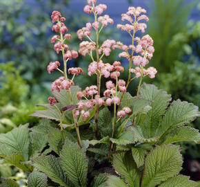 Rodgersie 'Die Schöne' - Rodgersia 'Die Schöne'