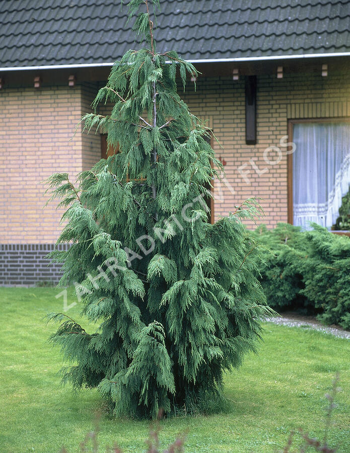 Cypřišek nutkajský 'Pendula' - Chamaecyparis nootkatensis 'Pendula'