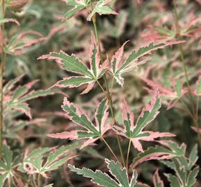 Javor dlanitolistý 'Taylor' - Acer palmatum 'Taylor'