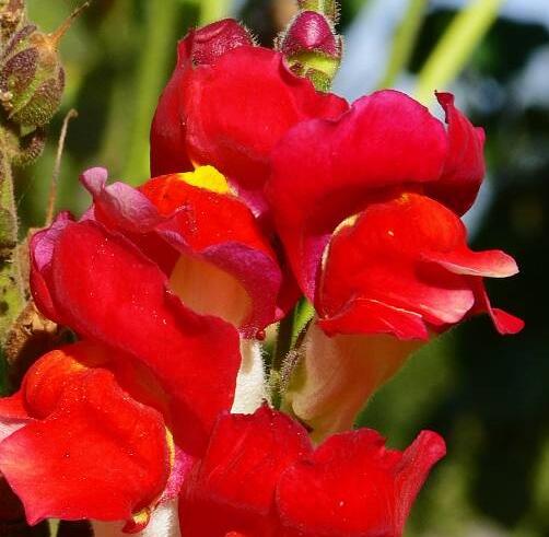 Hledík větší 'Dazzling Lips Red' - Antirrhinum majus 'Dazzling Lips Red'