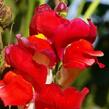 Hledík větší 'Dazzling Lips Red' - Antirrhinum majus 'Dazzling Lips Red'