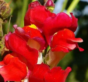 Hledík větší 'Dazzling Lips Red' - Antirrhinum majus 'Dazzling Lips Red'