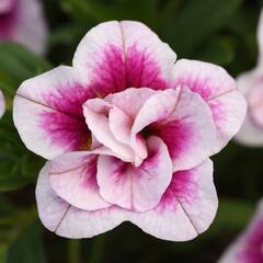 Minipetúnie, Million Bells 'MiniFamous Uno Double Pink' - Calibrachoa hybrida 'MiniFamous Uno Double Pink'