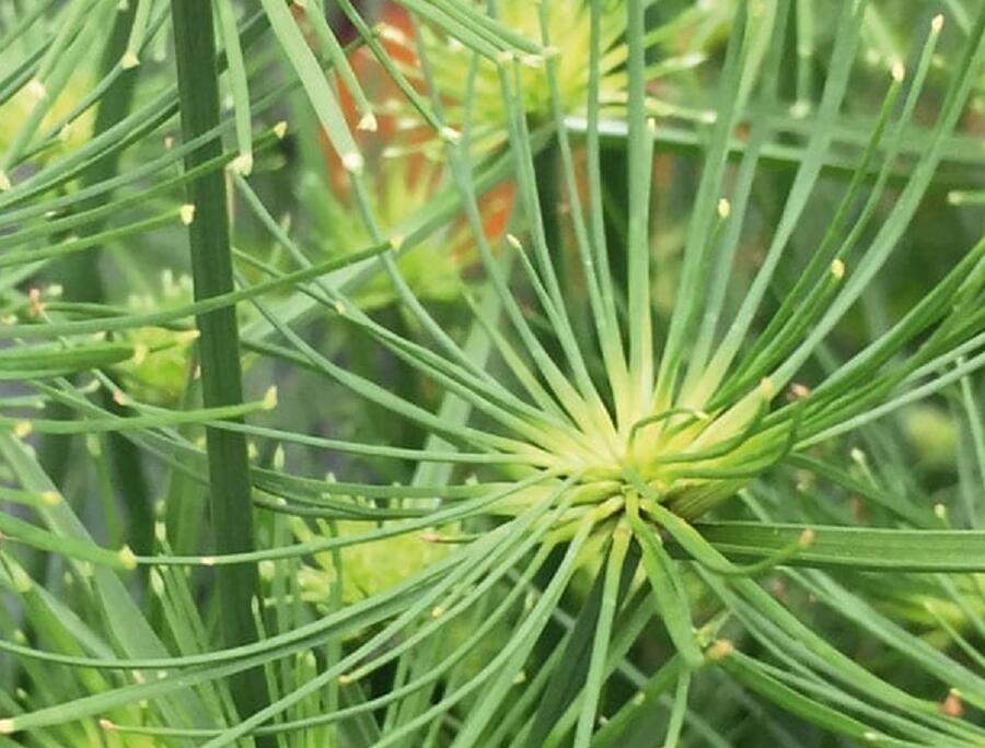 Šáchor 'Cedric' - Cyperus prolifer 'Cedric'