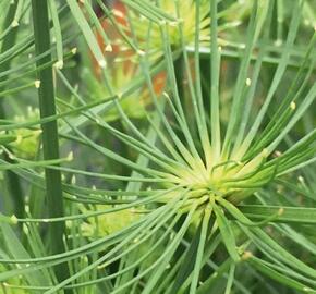 Šáchor 'Cedris' - Cyperus prolifer 'Cedris'