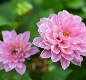 Jiřina 'DahLove Special Sunrise' - Dahlia 'DahLove Special Sunrise'