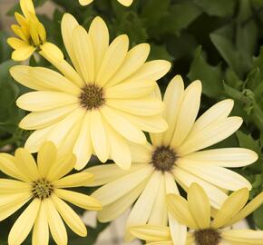 Dvoutvárka 'Margarita Lemon' - Osteospermum ecklonis 'Margarita Lemon'