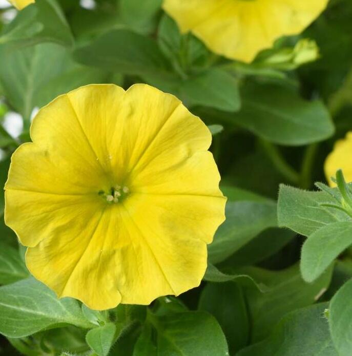 Petúnie 'Capella Hello Yellow' - Petunia hybrida 'Capella Hello Yellow'