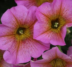 Petúnie 'Petchoa BeutiCal Sunray Pink' - Petunia hybrida 'Petchoa BeutiCal Sunray Pink'