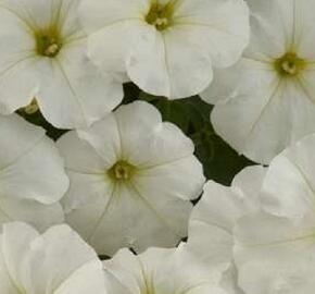 Petúnie 'Ray White' - Petunia hybrida 'Ray White'