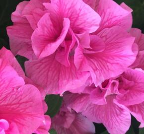 Petúnie 'Tumbelina Candyfloss' - Petunia hybrida 'Tumbelina Candyfloss'