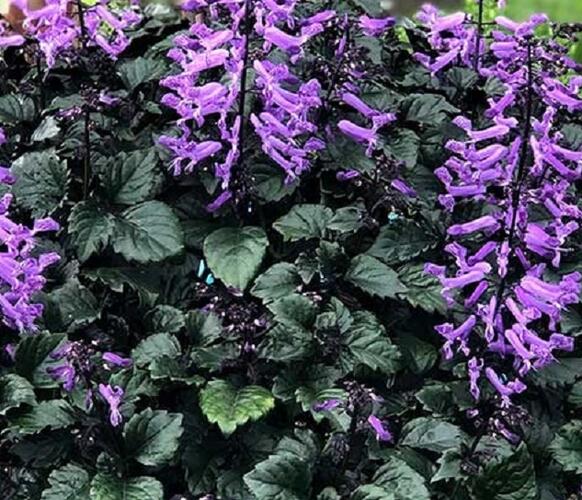 Moud 'Velvet Elvis' - Plectranthus saccatus 'Velvet Elvis'