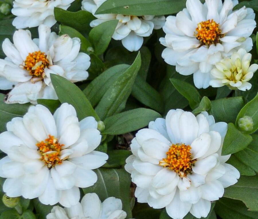 Ostálka hybrida 'Profusion Double White' - Zinnia hybrida 'Profusion Double White'