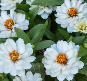 Ostálka hybrida 'Profusion Double White' - Zinnia hybrida 'Profusion Double White'