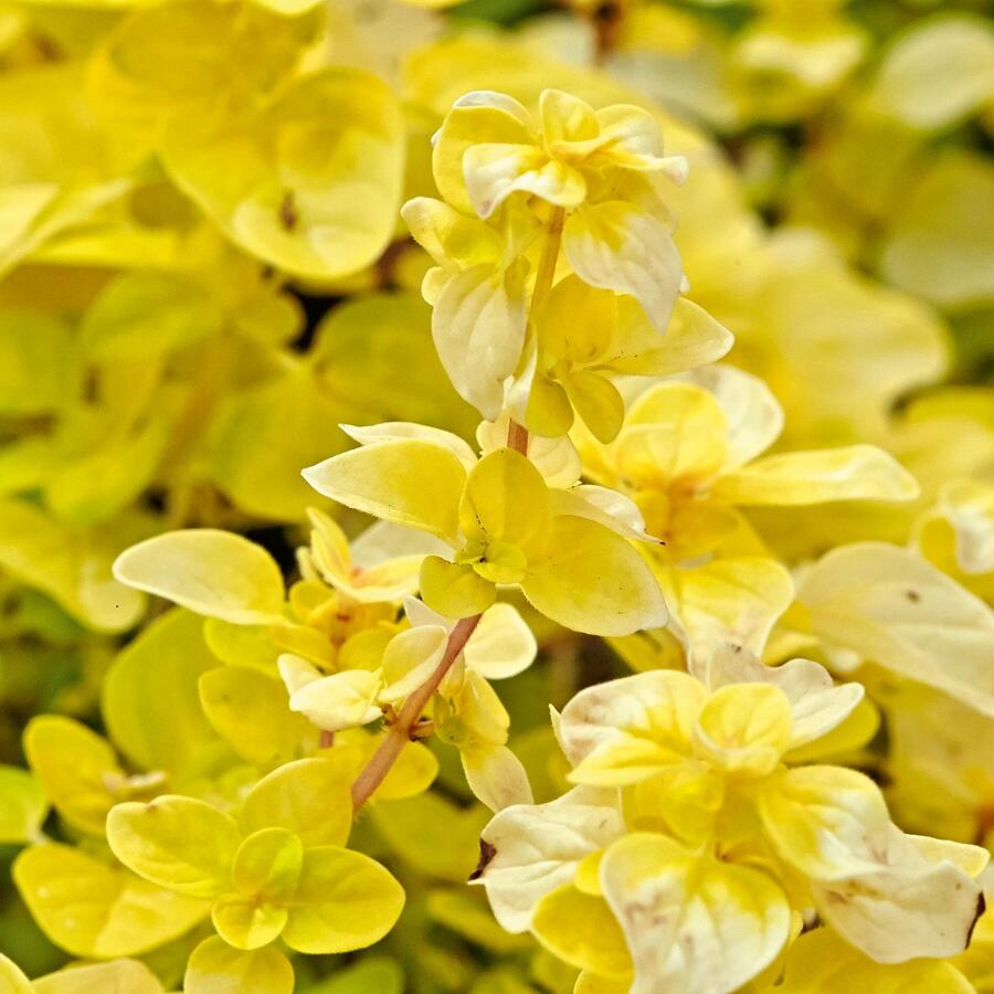 Oregano (Dobromysl) obecné 'Gold Nugget' - Origanum vulgare 'Gold Nugget'