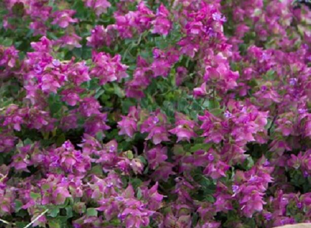 Oregano (Dobromysl) 'Bellisimo' - Origanum rotundifolium 'Bellisimo'