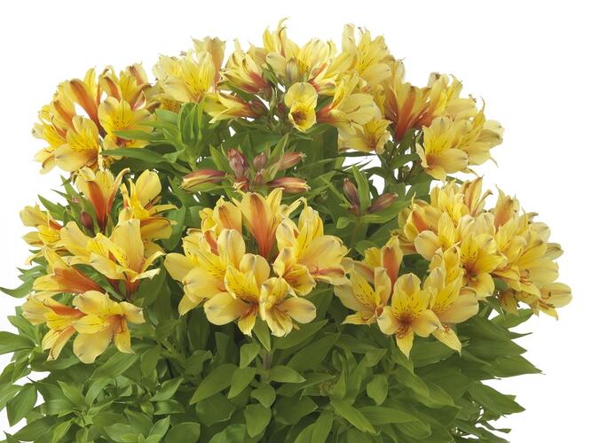 Alstromérie, boubelka Summer Paradise 'Spring Valley' - Alstroemeria hybrida Summer Paradise 'Spring Valley'