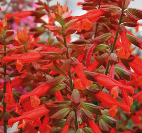 Šalvěj 'Selma Salmon' - Salvia hybrida 'Selma Salmon'