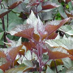 Sadec 'Chocolate' - Eupatorium rugosum 'Chocolate'