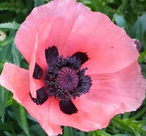 Mák východní 'Rose' - Papaver orientale 'Rose'