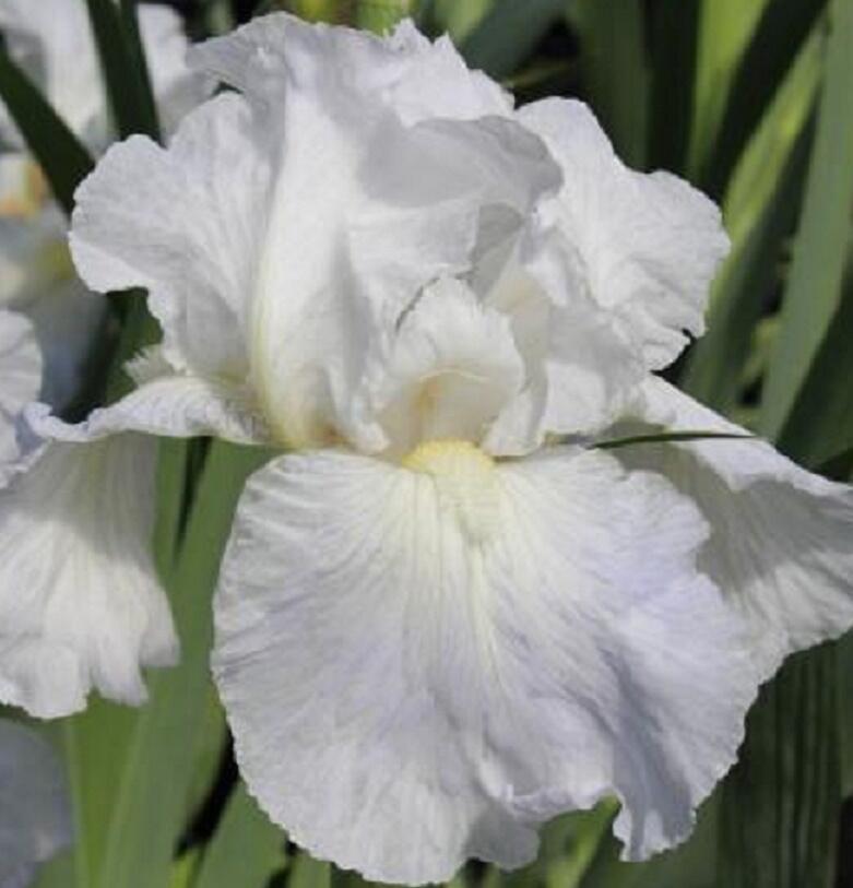 Kosatec německý 'Lady Snowflake' - Iris barbata-elatior 'Lady Snowflake'