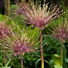 Okrasný česnek Schubertův - Allium schubertii