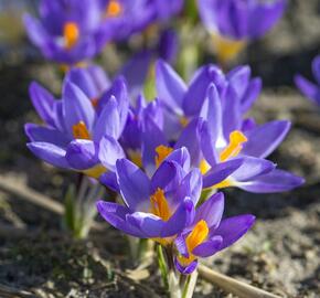 Krokus, šafrán botanický sieberi 'Tricolor' - Crocus sieberi 'Tricolor'