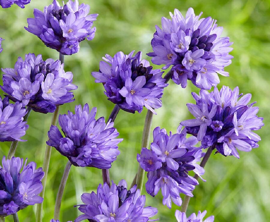 Dichelostemma congestum - Dichelostemma congestum